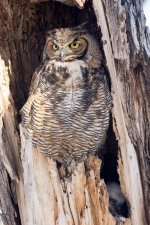 Twin Owls-104.jpg