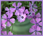 Little Purple Flowers 4-3-2016.jpg