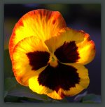 Firey Pansy 4-3-2016.jpg