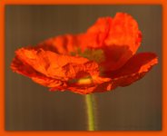 Orange Poppy 4-3-2016.jpg