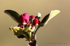 4-3-16-cr__D7K2682.jpg