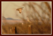4-3-16-cr__D7K2685.jpg