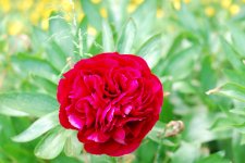 Wild rose.jpg