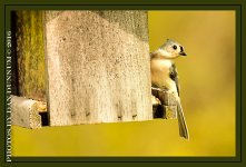 20160404 Birds-3-Edit.jpg