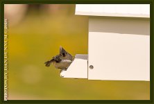 20160404 Birds-7-Edit.jpg