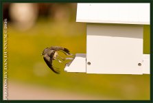 20160404 Birds-10-Edit.jpg
