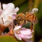 Bee4.jpg
