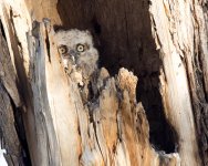 Twin Owls-105.jpg