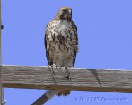 4-4-16-cr__D7K2714.jpg