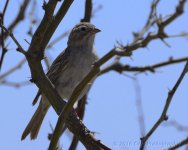 4-4-16-cr__D7K2722.jpg