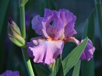 Iris.jpg