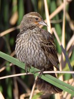 Blackbird2.jpg