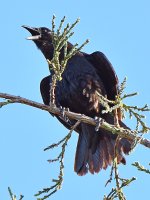 Crow.jpg