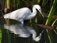Egret3.jpg