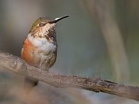 Hummer2.jpg