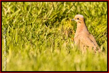 Birds 20160405-4547-Edit.jpg
