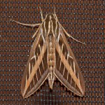 Moth.jpg