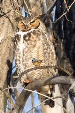 Twin Owls-106.jpg