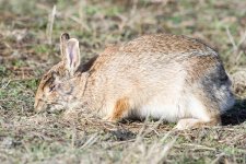 One Eye Bunny-100.jpg