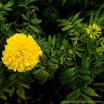yelow flower-1.jpg