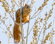 TwinSquirrel-101.jpg