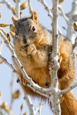 TwinSquirrel-102.jpg