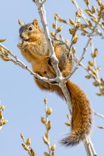 TwinSquirrel-103.jpg