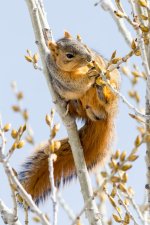 TwinSquirrel-104.jpg