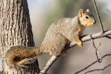 TwinSquirrel-105.jpg