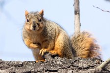 TwinSquirrel-106.jpg