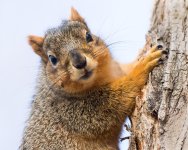 TwinSquirrel-107.jpg