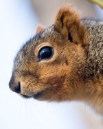 TwinSquirrel-108.jpg