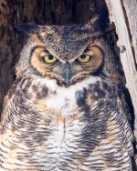 Twin Owls-107.jpg