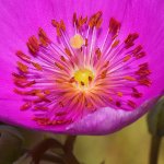 Stamen.jpg
