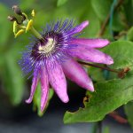 Passiflora.jpg