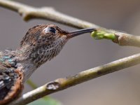 Hummer15.jpg