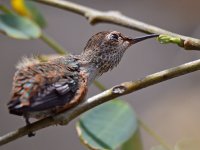 Hummer14.jpg