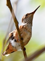 Hummer5.jpg