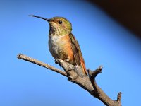 Hummer.jpg