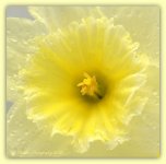 Lacy Daffodil 4-6-2016.jpg