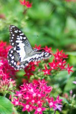 SHM_6739.jpg