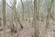 DSC_1131.jpg