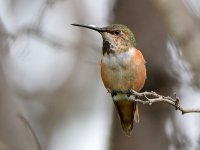 Hummer6.jpg