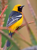Oriole.jpg
