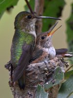 Hummer17.jpg