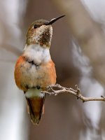 Hummer8.jpg