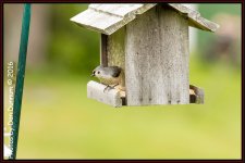 Birds and feeders-4603-Edit.jpg