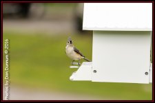 Birds and feeders-4612-Edit.jpg