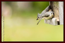 Birds and feeders-4613-Edit.jpg
