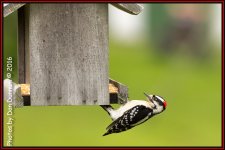 Birds and feeders-4629-Edit.jpg